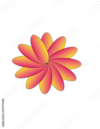 frangipani flower on white background