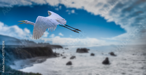 Egret in the clouds