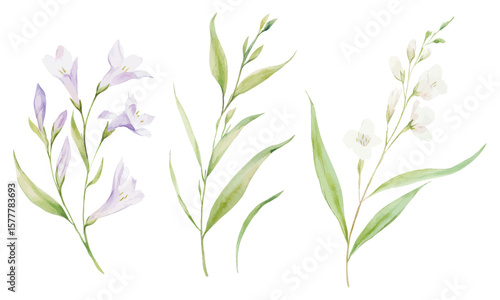Watercolor delicate white and lavender wildflower branches on white background