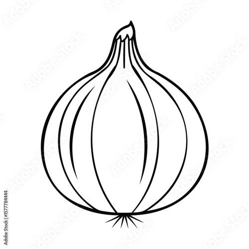 Handdrawn an onion with detailed outlines on a vegetable food