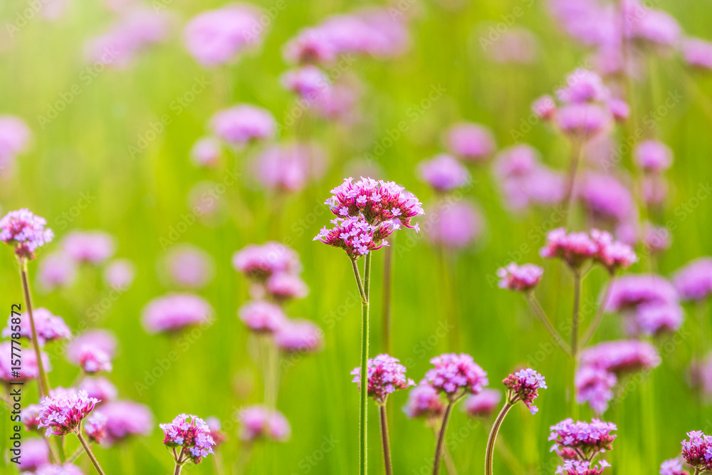 Verbena bonariensis flowers, Argentinian Vervain or Purpletop Vervain, Clustertop Vervain, Tall Verbena, Pretty Verbena, in garden Verbena bonariensis flowers, Argentinian Vervain or Purpletop Vervain, Clustertop Vervain, Tall Verbena, Pretty Verbena, in garden