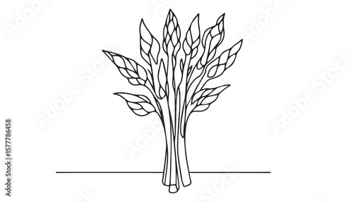 Continuous one single minimal line drawing Asparagus