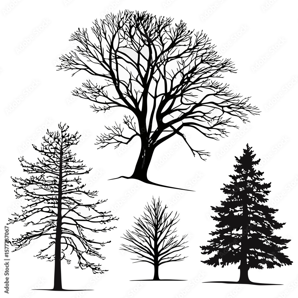 Obraz premium Bare and evergreen tree silhouettes bare tree pine tree