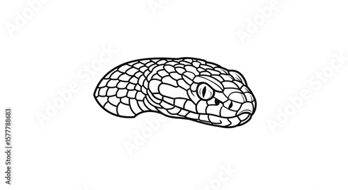 Detailed black and white line drawing of a snake head in profile view