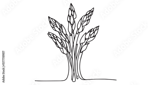 Continuous one single minimal line drawing Asparagus