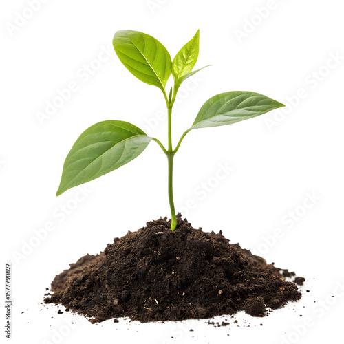 Wallpaper Mural young seedling plant growing from soil isolated on white or transparent png. plant growing png. young green plant Torontodigital.ca