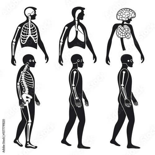 Human anatomy internal organ and skeletal system silhouettes