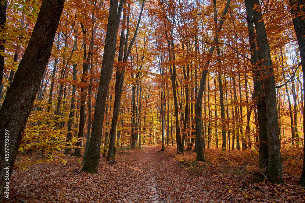Fototapeta premium An evening in the fall woods. The dirt road is hidden under a layer of dry, fallen, beech leaves.