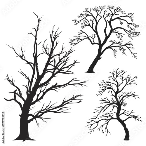 Three bare tree silhouettes black and white branches