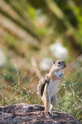 Harris's Antelope squirrel Ground squirrel in the park on a rock