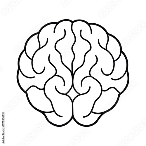Handdrawn Brain on Showing Cerebral Cortex Outline cerebrum
