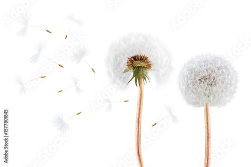 Dandelion and dandelion seeds on a transparent background. Looks good on both light and dark backgrounds. Transparent background © Przemek Klos