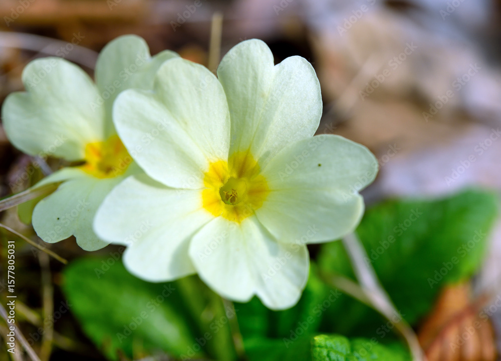 Fototapeta premium The common primrose (Primula vulgaris Huds) is a plant in the Primulaceae family that blooms in early spring. It is also known as spring primrose and owl's eye.