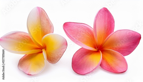 plumeria or frangipani or temple tree flower close up yellow pink frangipani flowers isolated on white background