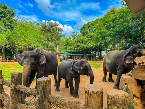 Photography Asian elephants (Elephants maximus) in Pinnawala Elephant Orphanage, Sri Lanka