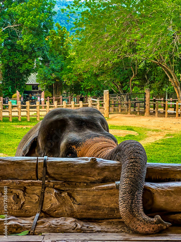Canvas Print Asian elephant (Elephants maximus) in Pinnawala Elephant Orphanage, close up of