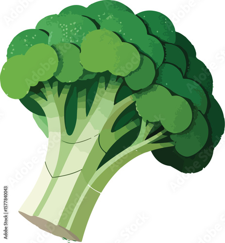 broccoli isolated on white