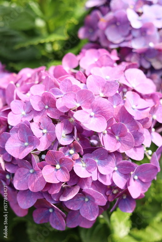 Macro shot of violet hydrangea flower cluster, vibrant petals with morning dew in garden setting, perfect for nature-inspired design and floral visuals