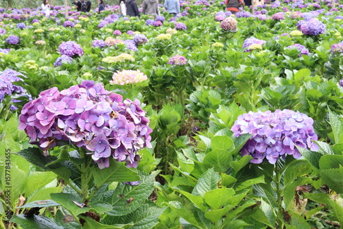 A wide shot of purple and light pink hydrangea bushes blooming in a sunny garden.