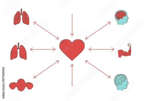 An illustration showing a heart connected by arrows to lungs, brain, muscle, and other organs.