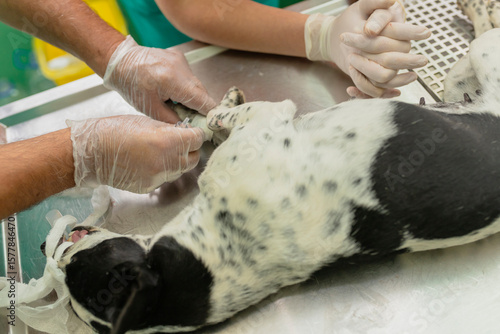 Fényképezés Veterinarian performing a medical procedure on a sedated dog in a sterile clinic environment