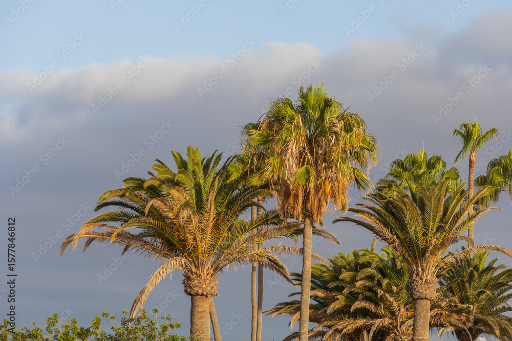Obraz premium Palm trees at Maspalomas on Gran Canaria in Spain