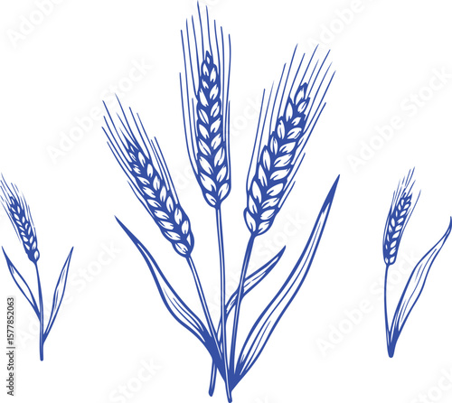 Blue wheat stalks illustration grain