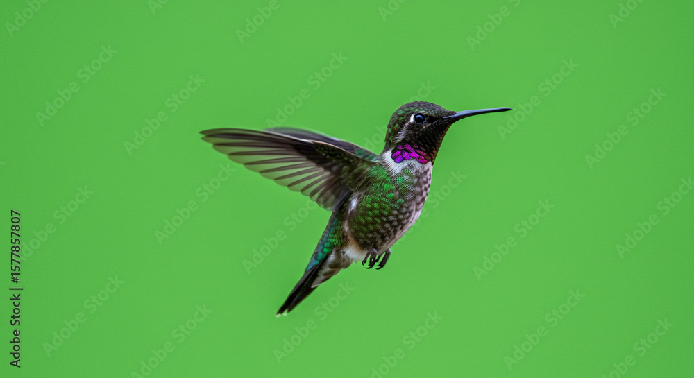 Fototapeta premium A hummingbird with iridescent feathers hovering in mid air against a green background plain backdrop