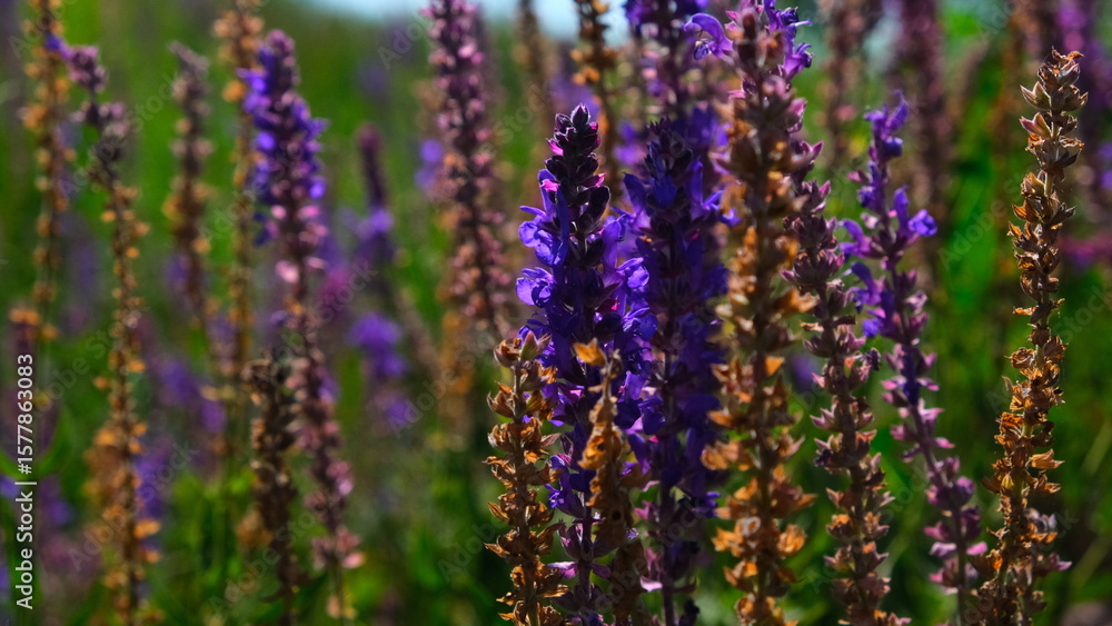 Fototapeta premium lavender field in provence