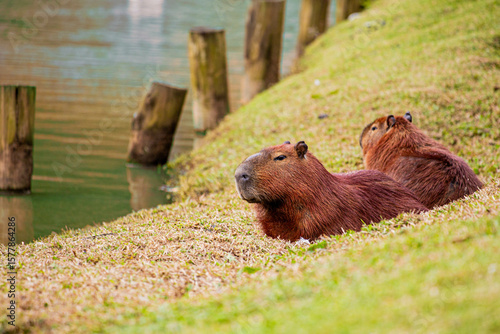 CAPIVARA Hydrochoerus hydrochaeris