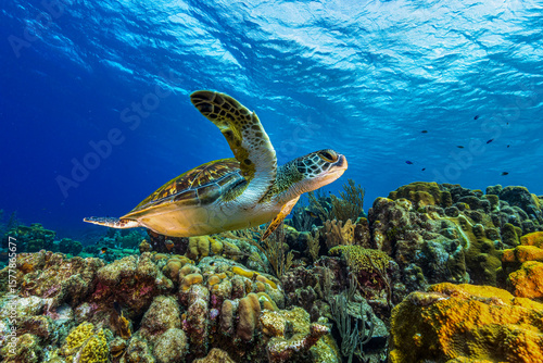 sea turtle swimming underwater