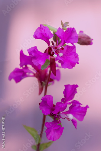 Pink elegant clarkia flowers blooming on a summer day isolated on a light pink background, closeup photo. 