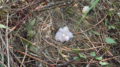 Fluffy harrier chicks waiting for feed. Western marsh harrier cubs, Circus aeruginosus, in nest built in reed. Bird of prey nesting in wildlife nature. Harrier in natural habitat. Breeding season.