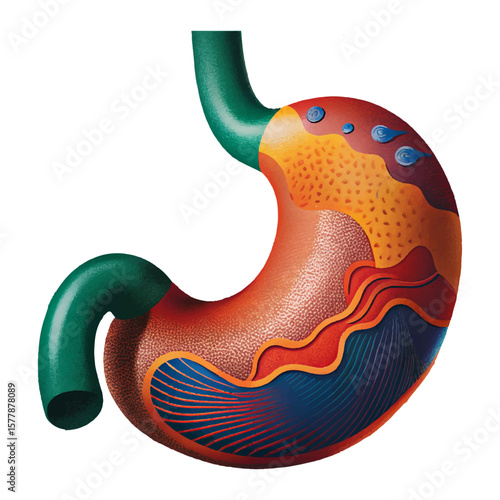 Artistic depiction showing the human stomach anatomy, complete with the esophagus, rendered in vibrant and educational illustrative style.