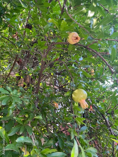 Ripening pomegranate fruits on a tree branches in a summer garden