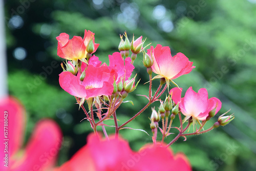 薔薇