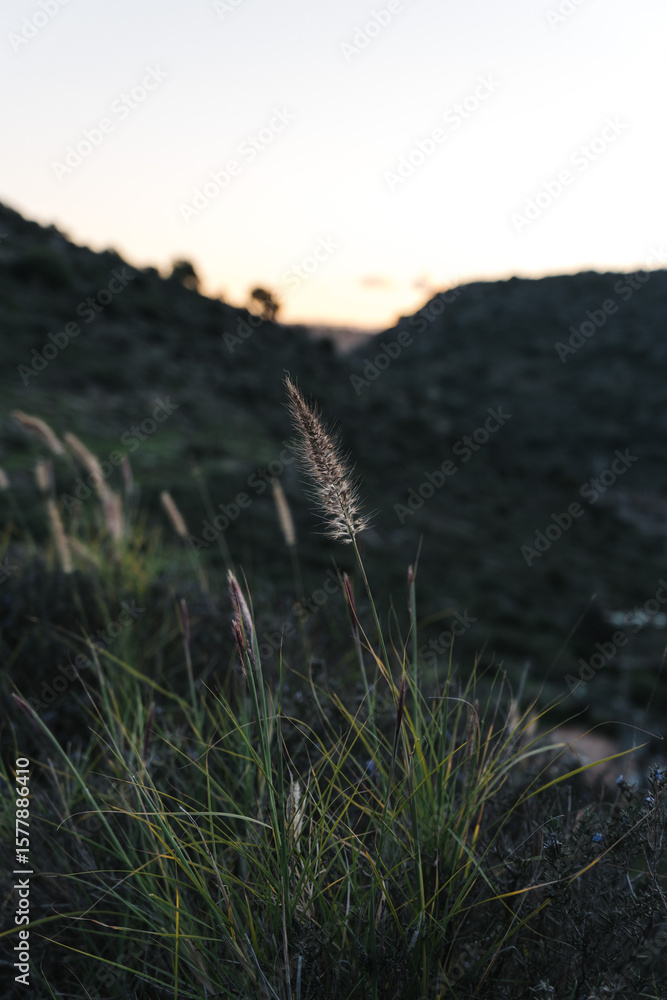 Obraz premium plants in the evening on the outskirts of the city, wild nature