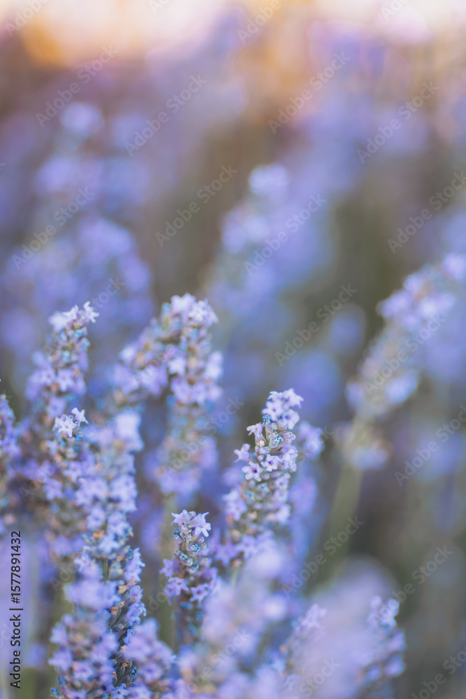 Obraz premium Lavender fields bloom under the golden light of dawn in a serene countryside setting