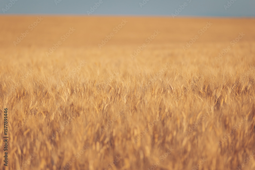 Obraz premium Golden wheat fields stretch endlessly under a clear blue sky during the late afternoon light