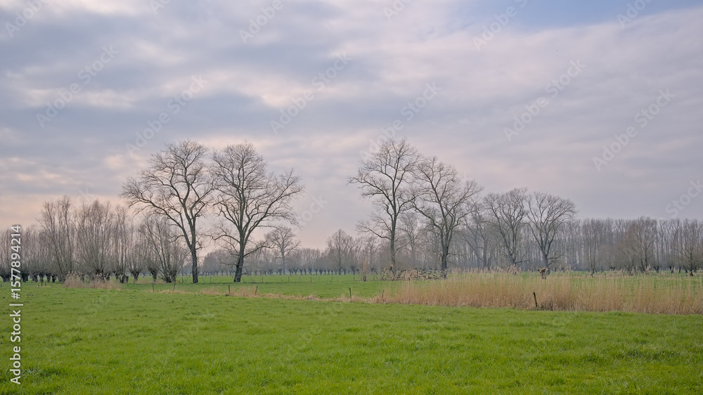Obraz premium Meadow with bare poplar tree silhouettes against a colorful cloudy sky in Oude Kalevallei nature reserve, Ghent, Flanders, Belgium 