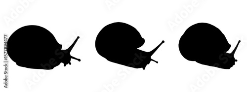 black silhouette of snail
