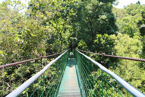 suspension bridge in the forest