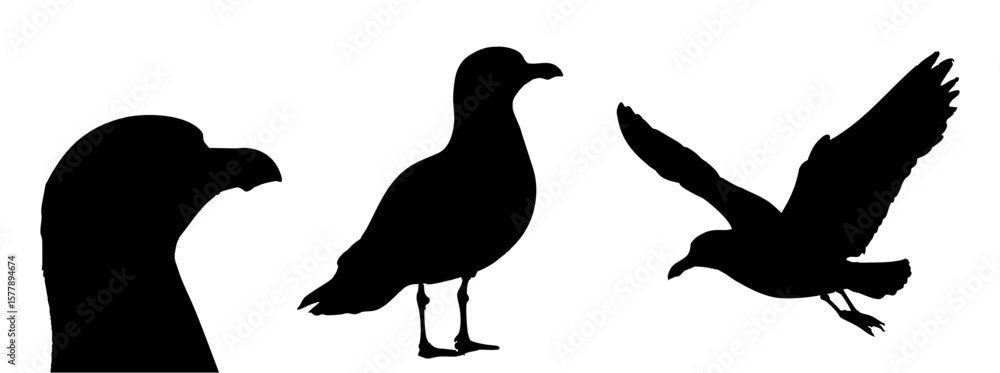 Obraz premium black silhouette of seagull