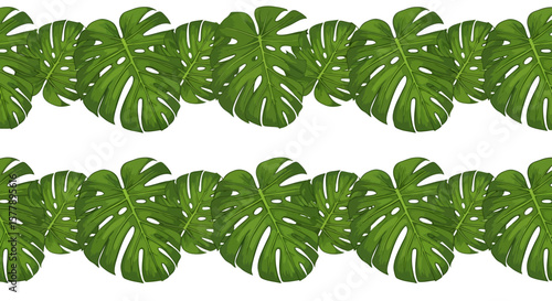 Lush Monstera Deliciosa Leaves Border with Intricate Veins and Fenestrations.