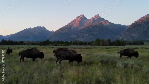 Bison herd grazes in a field with mountains in the background at dusk in grand teton national park