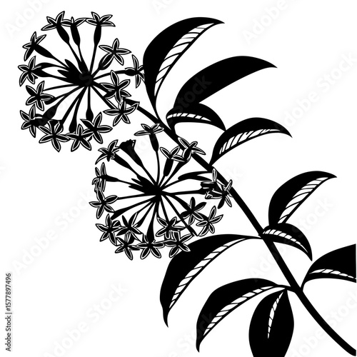 black and white wax plant hoya carnosa