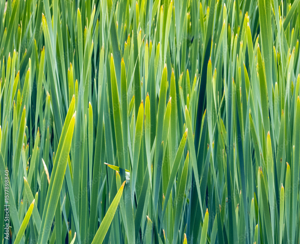 Obraz premium Green grass blades growing densely creating vibrant backdrop