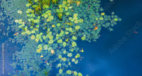 Foto Water lilies and duckweed floating on a pond creating a natural background