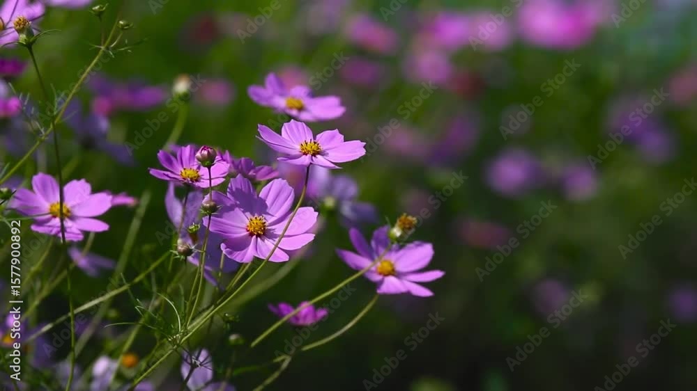 purple flowers in the garden purple flowers in the garden