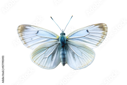 A delicate white butterfly isolated on transparent background displays its intricate wing patterns